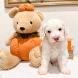 Donald - Chalk male Australian Labradoodle puppy in Palmdale, California from Pixie Doodle Paws
