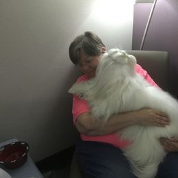 Coton de Tulear and Pembroke Welsh Corgi All Grown Up from Marnac