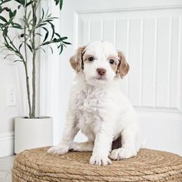 Surge - Parti male Goldendoodle puppy in Punta Gorda, Florida from Transformation Acres Goldendoodle