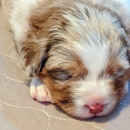 Australian Shepherd Puppies from Ocean Cliff Aussies
