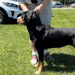 Roo - Greater Swiss Mountain Dog