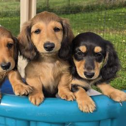 Orange collar - Red male Dachshund puppy in Orfordville, Wisconsin from Spring Valley Dachshunds