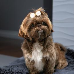 Mia - Shih Tzu