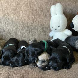 Moschino (Green Collar) - Black male Miniature Schnauzer puppy in San Diego, California from KMS-Miniature Schnauzers