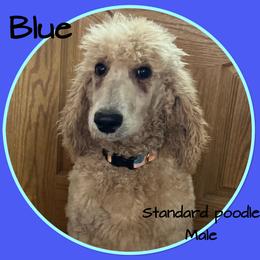 Blue - Cream male Poodle puppy in Mauston, Wisconsin from Quiverfull Acres
