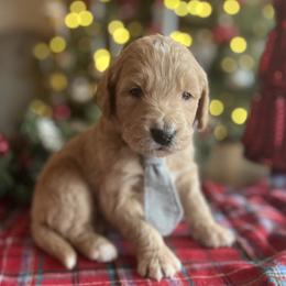 Dasher - Cream male Goldendoodle puppy in The Woodlands, Texas from Gracie's Goldendoodles and Bernedoodles