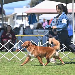 Nova Scotia Duck Tolling Retriever All Grown Up from Temperis Tollers