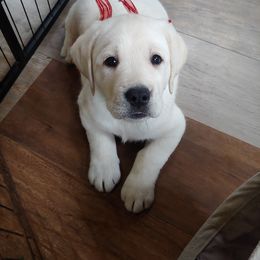 Labrador Retriever Puppies from White River Labradors
