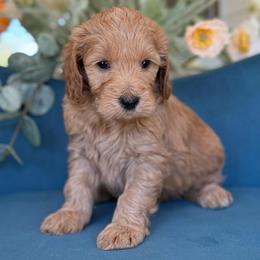 Hailey - Apricot female Goldendoodle puppy in Yuciapa, California from AlltheDoodlez_