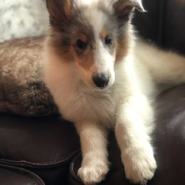 Collie Puppies from High Altitude Collies