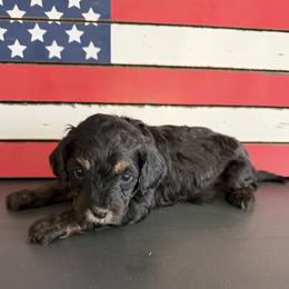 Yellow Girl 1 - Black and tan female Cavapoo puppy in Nampa,, Idaho from Clig Doodle Days