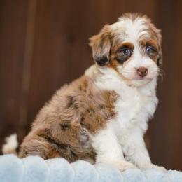 Scout - Chocolate merle female Bernedoodle puppy in Dundee, Ohio from Down Home Doodle
