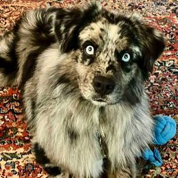 Sullee - Blue merle male Miniature Australian Shepherd puppy in Patterson, North Carolina from DreamLine Aussies