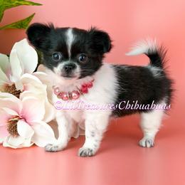 Shimmer - Black and white female Chihuahua puppy in Anderson, South Carolina from Lil Treasures Chihuahuas