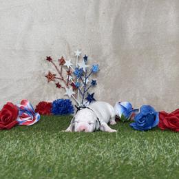 Chocolate Chip - White and black male Dalmatian puppy in Fort Worth, Texas from Xzayvius Stitt