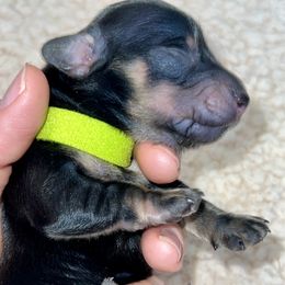 Prince - Black and cream male Dachshund puppy in Prescott, Arizona from Dachshund Family Love Breeders