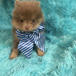 Cash - Lavender male Pomeranian puppy in Gainesville, Texas from Pomtastic Pomeranians
