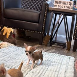 Smallest boy - Fawn male Chihuahua puppy in Summerfield, Florida from Uey’s Chihuahuas