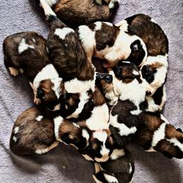 Saint Bernard Puppies from Southern Saints