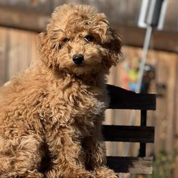 Jasper - Apricot Goldendoodle puppy in Winston Salem, North Carolina from Summer Breeze Doodles