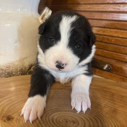 Cullen - Black and white male Border Collie puppy in Lakeview, Michigan from Haven Creek Farm