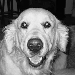 Remi - Golden Retriever