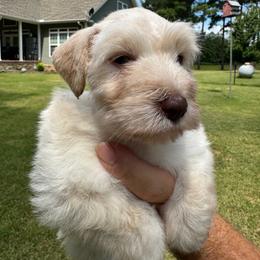 Wheaton male - Wheaten male Miniature Schnauzer puppy in Boaz, Alabama from Sweet Home Schnauzers