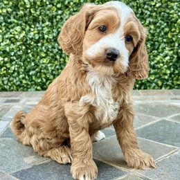 Gwen - Red and white female Cockapoo puppy in Roseville, California from Darby Park Doodles