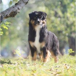 Emma - Australian Shepherd