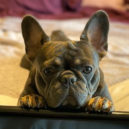 Blue - French Bulldog