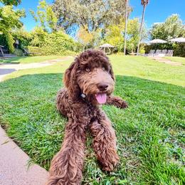 Dylan - Goldendoodle