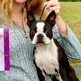 Baloo - Boston Terrier