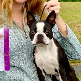 Baloo - Boston Terrier