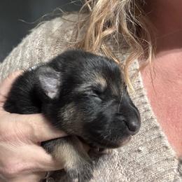 Green collar - Black and tan male German Shepherd puppy in Falcon, Missouri from K2D2 Farm