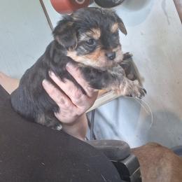 Issac - Black and tan male Yorkshire Terrier puppy in Jacksonville, Arkansas from Royal Yorkie Terrier