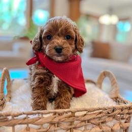 Hudson - Red  male Goldendoodle puppy in Pleasant Grove, Utah from Destination Doodles