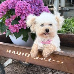 Snowball - Poodle