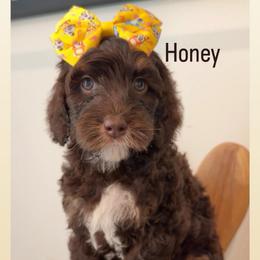 Honey - Tri-color female Australian Labradoodle puppy in Arden, North Carolina from Kismet Labradoodles