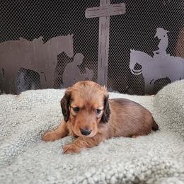 Michael - Red male Dachshund puppy in Lindsay, California from Lewis Creek's Dachshunds