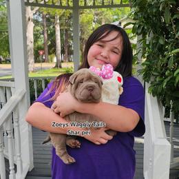 Raj - Lilac dilute male Chinese Shar-Pei puppy in Minden, Louisiana from Zoey's Waggly Tails