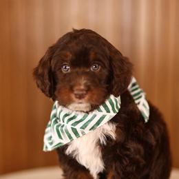 Chocolate - male Australian Mountain Doodle puppy in Spanish Fork, Utah from Little Puppy Co.