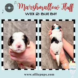 Marshmallow Fluff - Black and white male Bernedoodle puppy in Boiling Springs, South Carolina from OlliePups, LLC