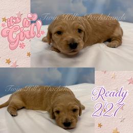 Crème - Cream female Dachshund puppy in Jonesboro, Illinois from Twin Hills Dachshunds