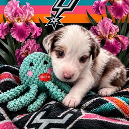Iris - Red merle female Australian Shepherd puppy in Alamogordo, New Mexico from Two Nichols Aussies