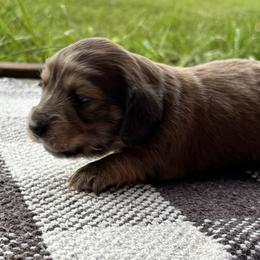 Blue based red - Red male Dachshund puppy in Crestview, Florida from Neverending Dachies