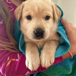 Pink collar female - Yellow female Labrador Retriever puppy in Clayton, North Carolina from The Homestead at Little Creek