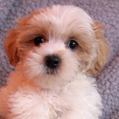 Black collar - Gold and white male Shorkie puppy in Staten Island, New York from Sensational Shorkies