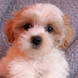 Black collar - Gold and white male Shorkie puppy in Staten Island, New York from Sensational Shorkies