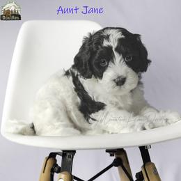 Aunt Jane - Black female Australian Labradoodle puppy in Cashmere, Washington from Mountain Home Doodles