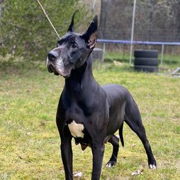Zerenity - Great Dane